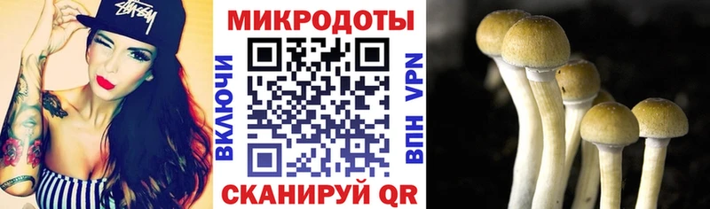 Галлюциногенные грибы Psilocybe  где можно купить наркотик  Нижнекамск 